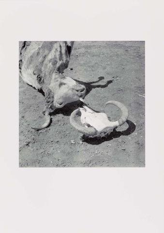 Artwork (Dead steer with horned skull) (from 'Drought photographs' series) this artwork made of Archival inkjet print on paper, created in 1952-01-01