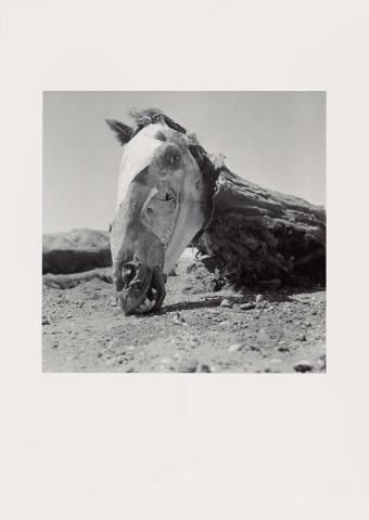 Artwork (Horse head on ground) (from 'Drought photographs' series) this artwork made of Archival inkjet print on paper, created in 1952-01-01