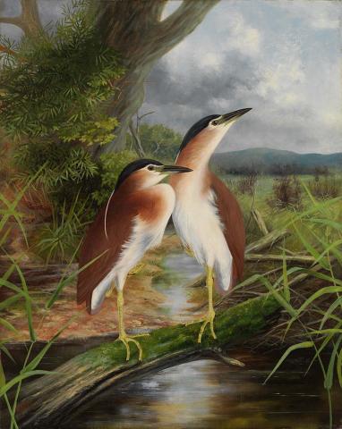 Artwork Heron's home this artwork made of Oil on canvas, created in 1895-01-01
