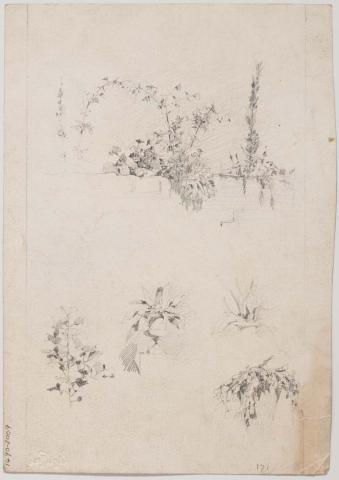 Artwork Plant studies this artwork made of Pencil on paper, created in 1916-01-01