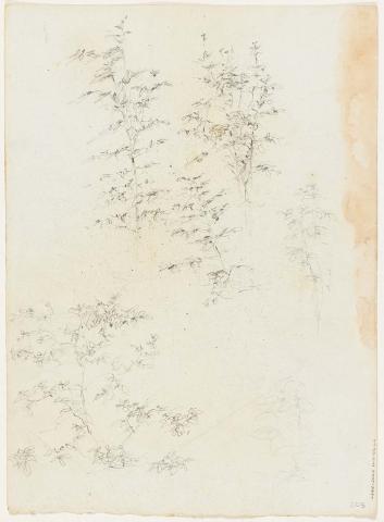 Artwork Foliage studies this artwork made of Pencil on paper, created in 1915-01-01