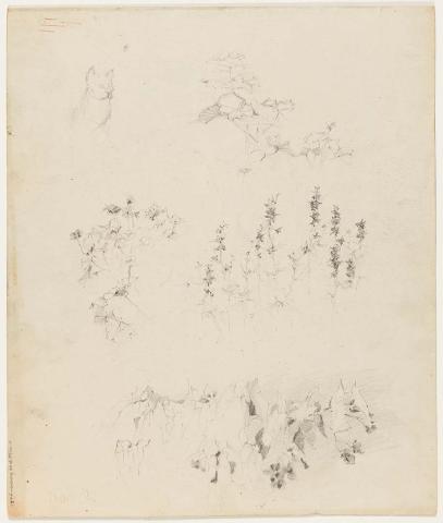 Artwork Studies of foliage this artwork made of Pencil on paper, created in 1915-01-01