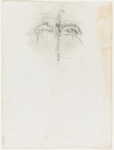 Artwork Study of a palm tree this artwork made of Pencil on paper, created in 1915-01-01