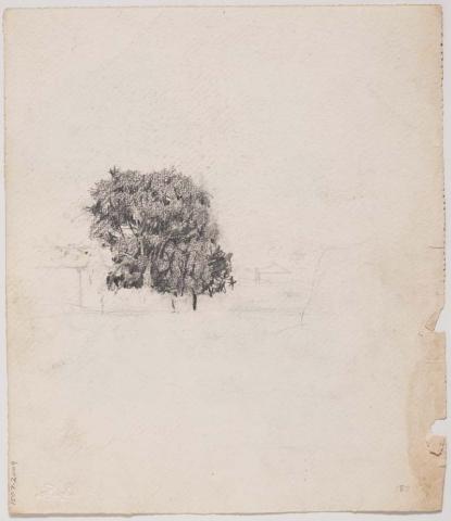 Artwork Tree study this artwork made of Pencil on paper, created in 1910-01-01