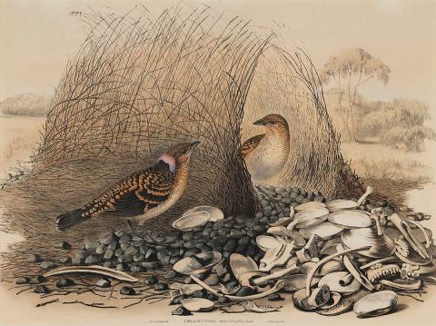 Artwork Chlamydera maculata (Spotted Bower-Bird) (from 'The birds of Australia' series) this artwork made of Lithograph, hand-coloured; double-page plate on paper, created in 1840-01-01