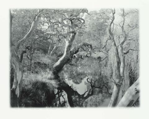 Artwork Gum trees, Mount Emu Creek this artwork made of Black-and-white digital print on paper, created in 1982-01-01