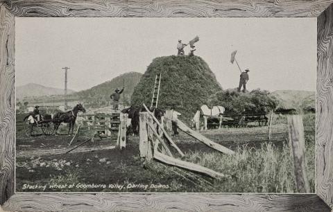 Artwork Stacking wheat at Goomburra Valley, Darling Downs this artwork made of Postcard: Black and white photograph within frame on paper, created in 1910-01-01
