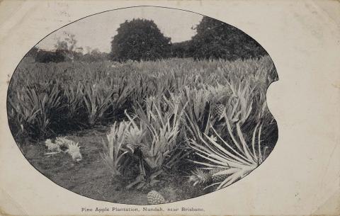 Artwork Pineapple plantation, Nundah, near Brisbane this artwork made of Postcard: Black and white print