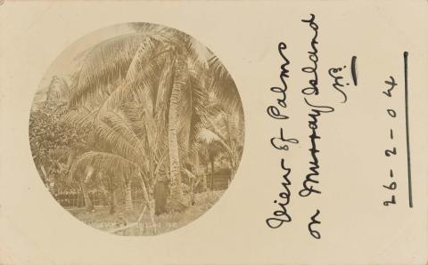 Artwork (View of palms on Murray Island) this artwork made of Postcard: Sepia print on paper, created in 1895-01-01
