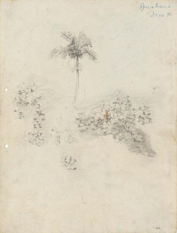 Artwork Palm; Creepers on rocks this artwork made of Pencil on sketch paper, created in 1914-01-01