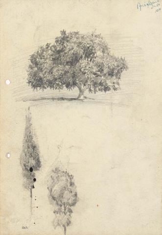 Artwork Mango tree at L'Estrange's; Fir tree this artwork made of Pencil on sketch paper, created in 1916-01-01