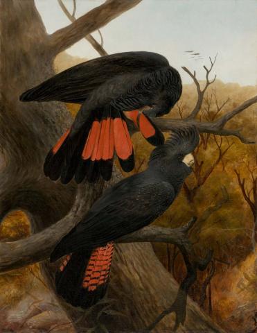Artwork (Red-tailed Black Cockatoos) this artwork made of Oil on canvas, created in 1890-01-01