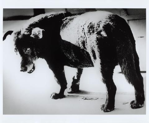 Artwork Stray dog, Misawa this artwork made of Gelatin silver photograph on paper, created in 1971-01-01