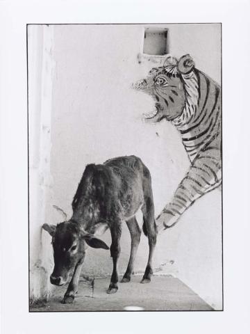 Artwork A tiger and calf, Rajasthan this artwork made of Gelatin silver photograph on paper, created in 1973-01-01