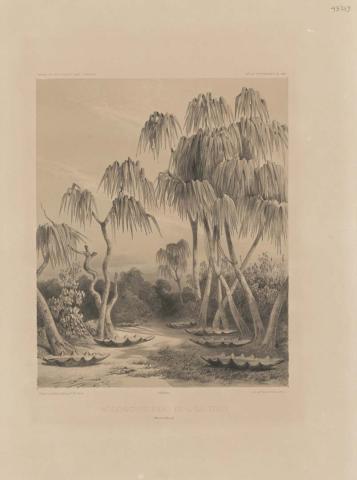 Artwork Reservoirs D'eau de L'ile de Toud, Detroit de Torres (Clamshell reservoirs Tudu Island, Torres Strait) (plate 188 from the Atlas Pittoresque of 'Voyage Au Pole Sud Et Dans L'Oceannie' (Official report of Dumont d'Urville's second voyage), Paris, 1846) this artwork made of Tinted lithograph printed in black ink from one stone on paper, created in 1846-01-01