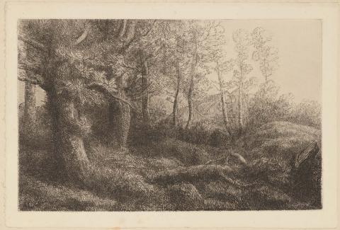Artwork A woodland study this artwork made of Etching on Arches wove paper, created in 1903-01-01