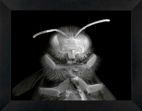 Artwork Dead Bee Portrait #14 this artwork made of Pigment on archival paper, created in 2016-01-01
