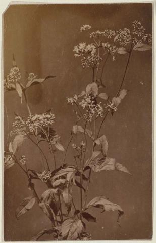 Artwork Flower study this artwork made of Albumen silver photograph in carte de visite format, created in 1880-01-01