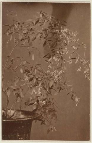 Artwork Flower study this artwork made of Albumen silver photograph in carte de visite format, created in 1880-01-01