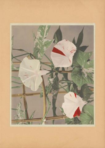 Artwork Morning glory (frontispiece from album ‘Japan: Described and illustrated by the Japanese’ vol.4 1897-98) this artwork made of Hand-coloured collotype, created in 1890-01-01