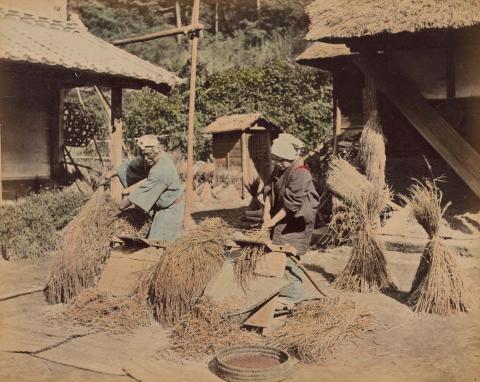 Artwork Rice harvest this artwork made of Hand-coloured albumen silver photograph, created in 1885-01-01