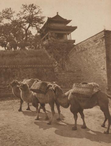 Artwork Camel study (plate XIII from ‘The Pageant of Peking’ book) this artwork made of Photogravure tipped