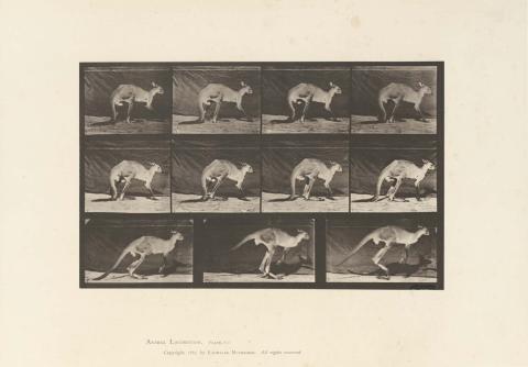 Artwork Kangaroo Jumping (plate 751 from ‘Animal Locomotion’ album) this artwork made of Collotype on paper, created in 1887-01-01
