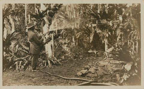 Artwork Part of fernery, Lake Barrine (Atherton Tableland) this artwork made of Gelatin silver photograph on paper, created in 1919-01-01