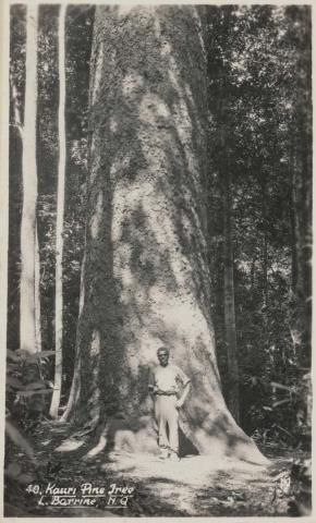 Artwork Kauri pine tree, L. Barrine, NQ this artwork made of (Murray Views, Gympie)
Postcard: Black and white photographic print