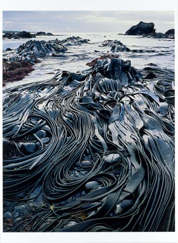Artwork Giant kelp, Hasselborough Bay, Macquarie Island, Tasmania, 1984 this artwork made of Epson inkjet print on Canson Baryta Prestige paper mounted on Alupanel; printed from digital scan of original transparency, created in 1984-01-01