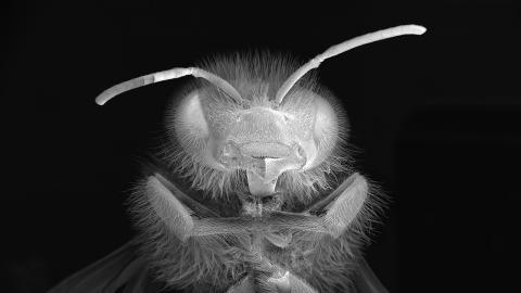 A very close-up photograph of the face and forelegs of a bee, with the bee in greyscale against a black background, like a photographic negative.