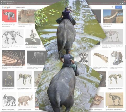 A collage of photographs of elephants walking through water, with a backdrop of a Google Image Search for 'elephants'.