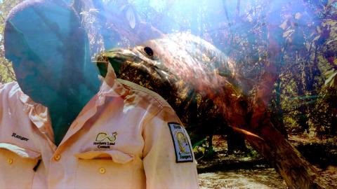 A composite image with a man wearing a collared shirt at left, with a large fish swimming towards the camera superimposed over this.