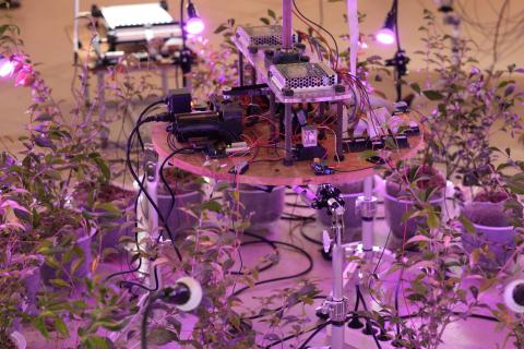 Electronic components are set amongst tea seedlings in a close-up of an installation.