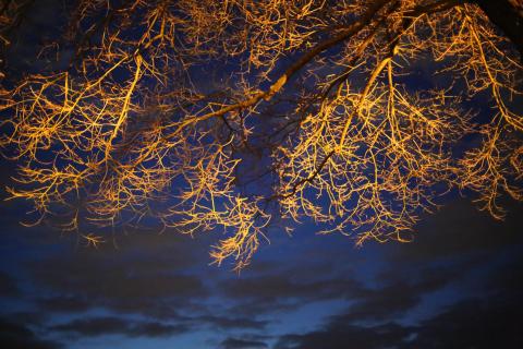 A photo of tree branches lit up against a blue, cloudy evening sky.
