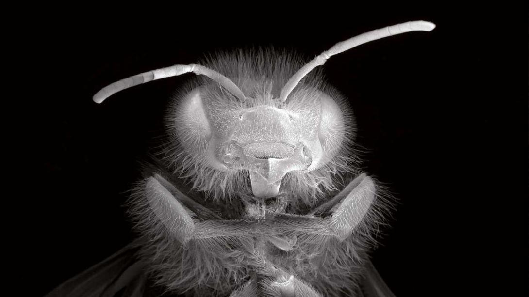 A close-up negative image of a dead bee, face-on.