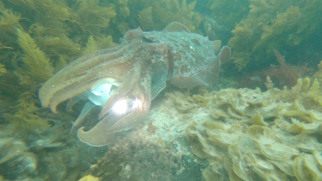 A still photo taken underwater of a squid nestled in seaweed; the image has a yellow-green tone.