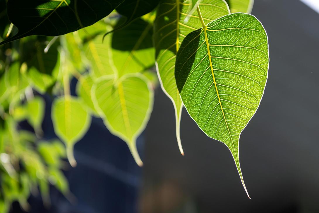 A photograph of the bright green leaves of a bodhi tree.