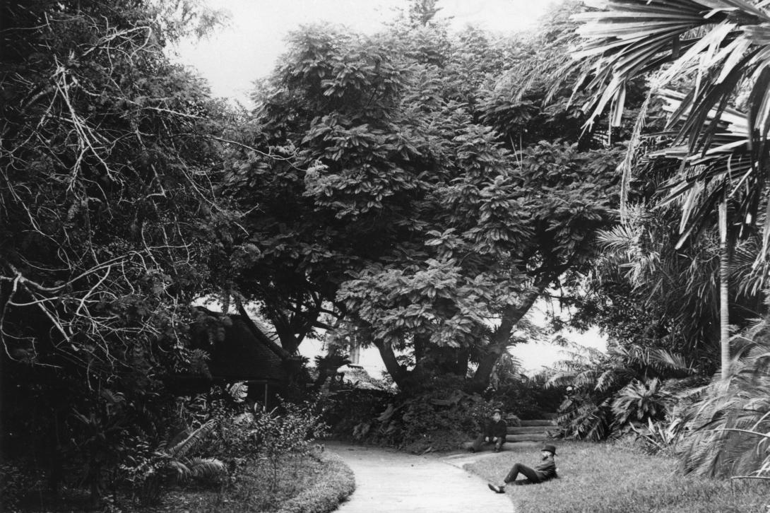 A black and white photograph depicts a garden with a large jacaranda tree and palms.