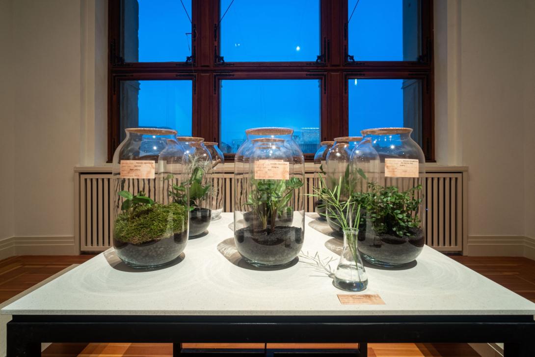 An installation view of terrariums installed in a gallery setting.