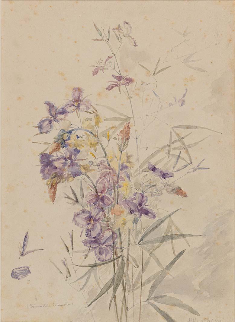 Artwork Trisanotus clianthus, Alpha this artwork made of Watercolour over pencil on wove paper, created in 1883-01-01