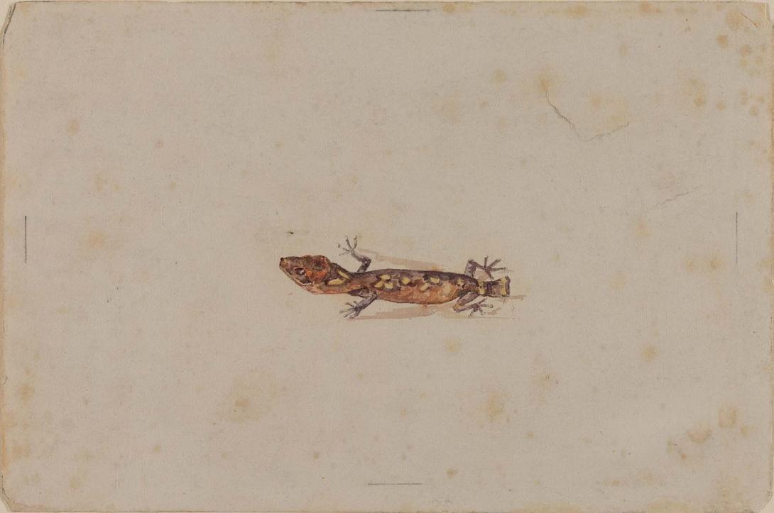 Artwork (Gecko) this artwork made of Watercolour over pencil on wove paper, created in 1883-01-01