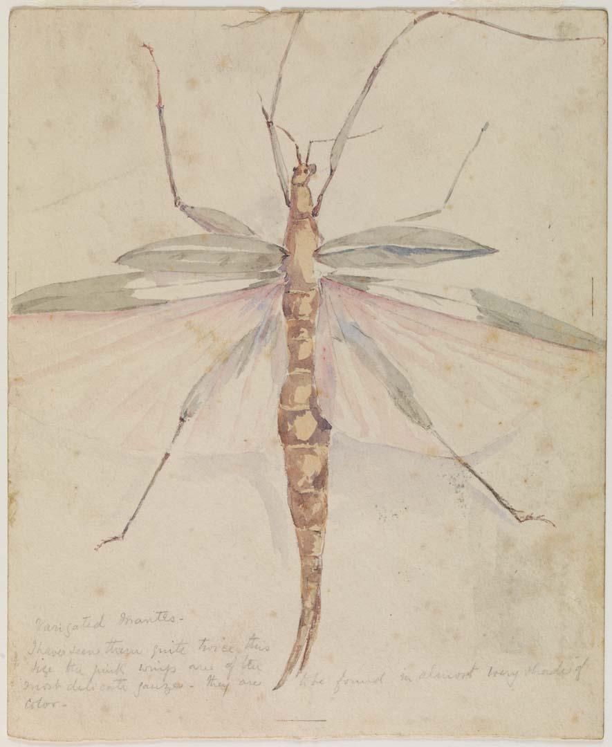 Artwork Variegated mantis this artwork made of Watercolour over pencil on wove paper, created in 1883-01-01
