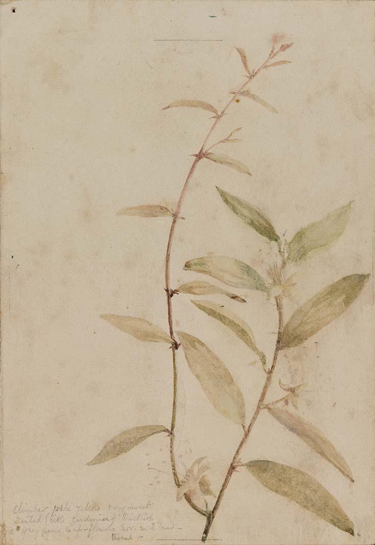 Artwork Pale yellow climber this artwork made of Watercolour over pencil on wove paper, created in 1883-01-01