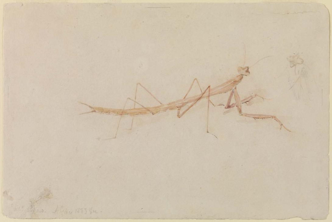 Artwork (Mantis) this artwork made of Watercolour over pencil on wove paper, created in 1883-01-01
