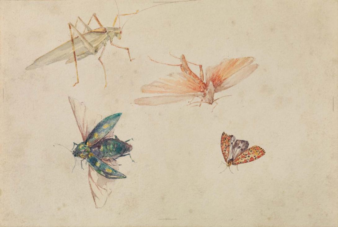 Artwork Grasshopper and shield bug this artwork made of Watercolour over pencil on wove paper, created in 1883-01-01