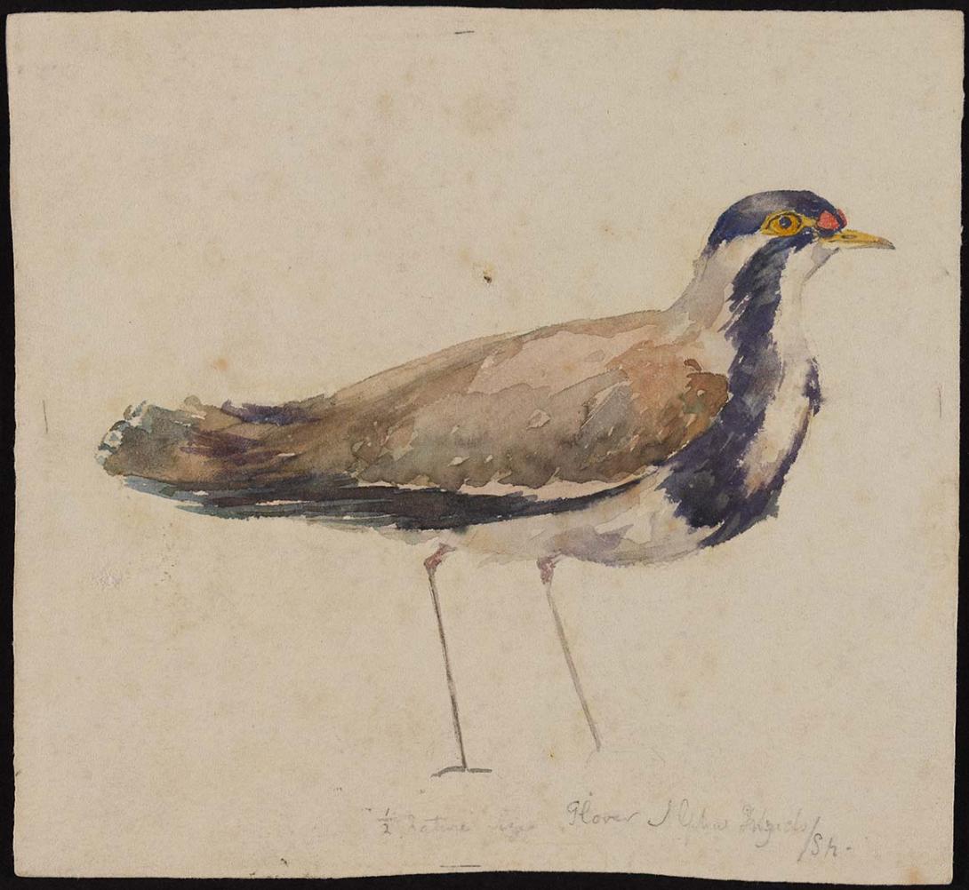Artwork Plover this artwork made of Watercolour over pencil on wove paper, created in 1883-01-01