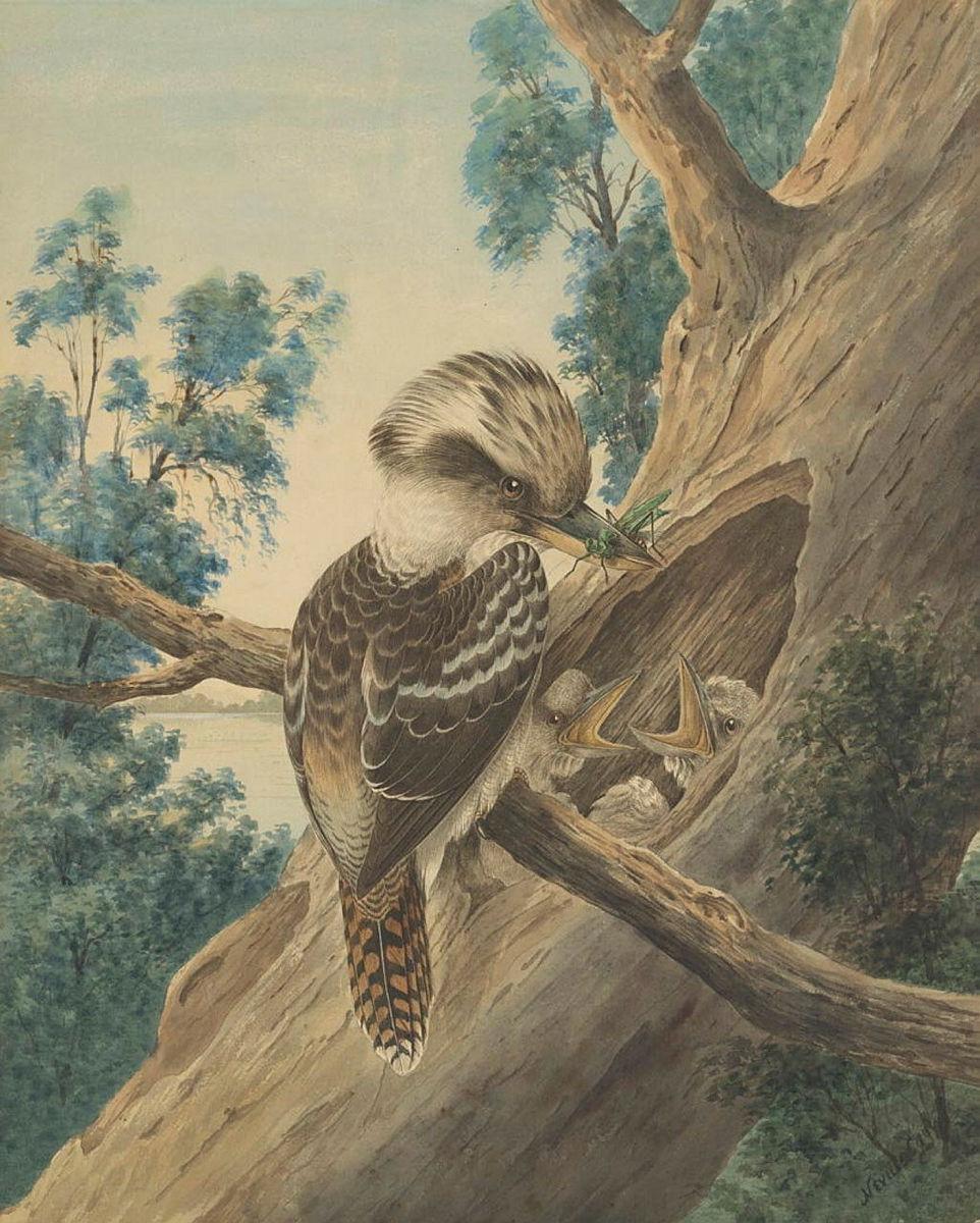 Artwork Australian kookaburra or laughing jackass this artwork made of Watercolour over pencil on wove paper, created in 1875-01-01