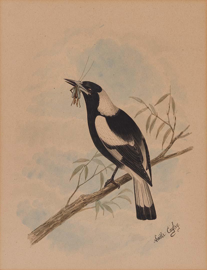 Artwork Blackbacked magpie (on a willow branch with a grasshopper in its beak) this artwork made of Watercolour on wove paper