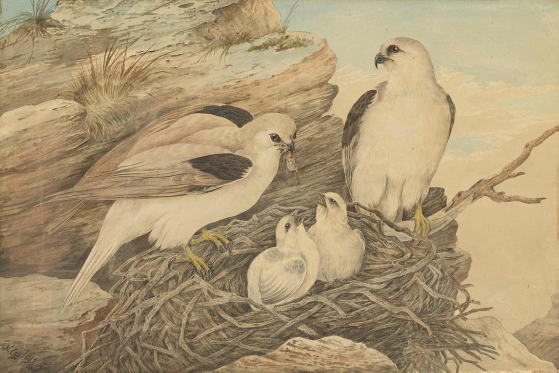 Artwork Black-shouldered kites feeding their young this artwork made of Watercolour over pencil on wove paper, created in 1882-01-01